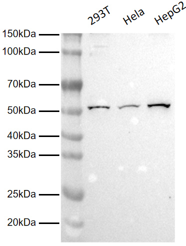 Anti-ATP5A1 Rabbit pAb