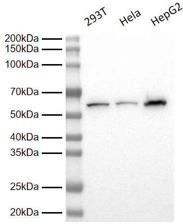 Anti-PDIA1 (PDI) Rabbit pAb