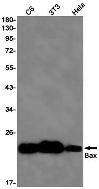 Anti-Bax Rabbit mAb [42M91M87]
