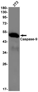 Anti-Caspase 9 Rabbit mAb [70M97K06]