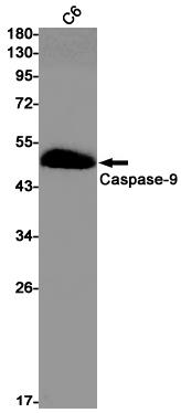 Anti-Caspase 9 Rabbit mAb [70M97K06]