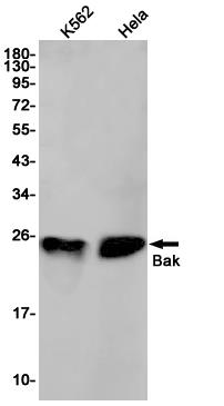 Anti-Bak Rabbit mAb [94K40K04]