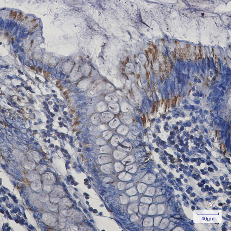 Anti-Bak Rabbit mAb [94K40K04]