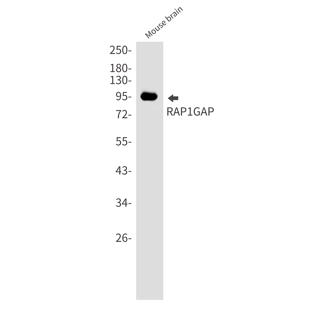 Anti-RAP1GAP Rabbit mAb [63K22M59]