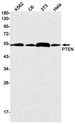 Anti-PTEN Rabbit mAb [66M12K41]