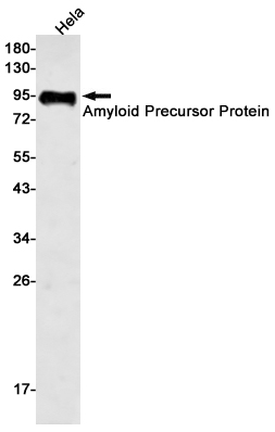 Anti-Amyloid Precursor Protein Rabbit mAb [96M98M40]