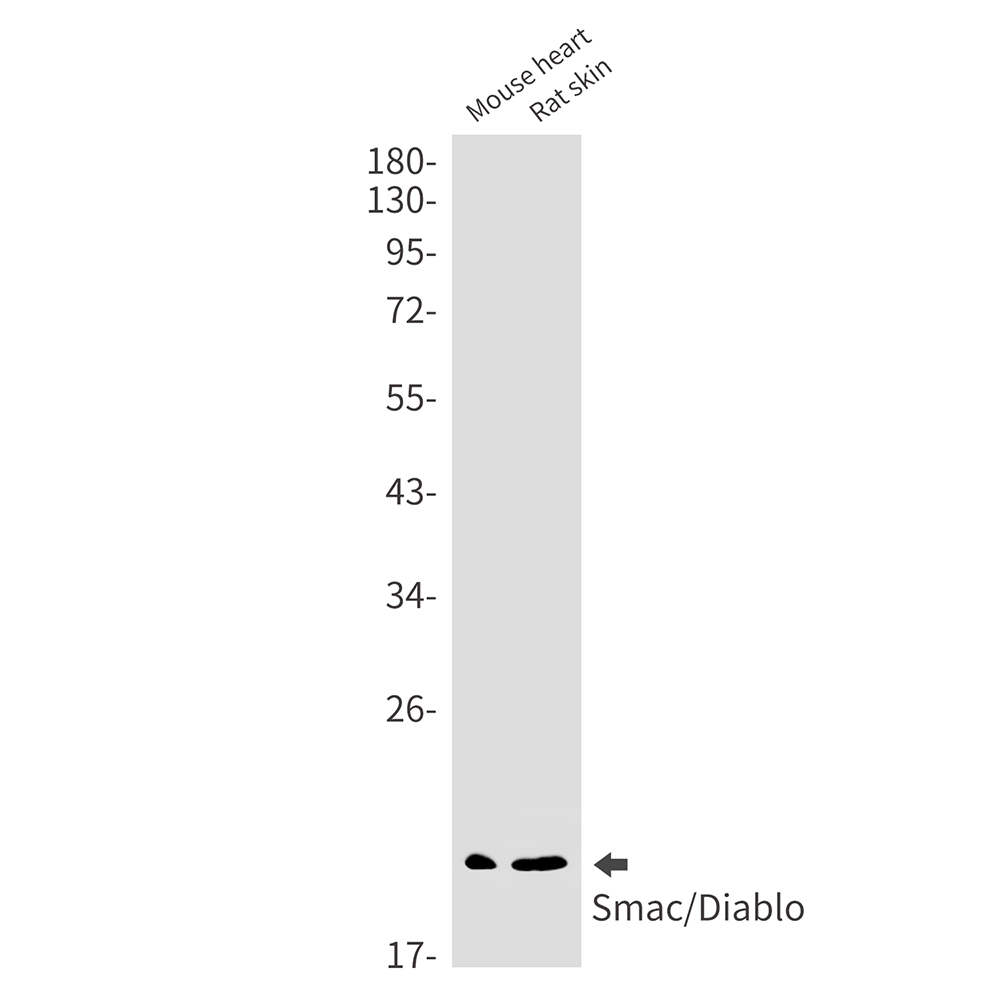 Anti-SMAC Rabbit mAb [20K54L17]