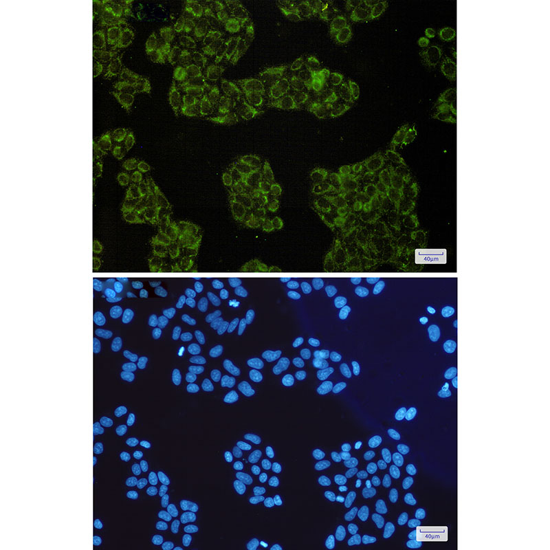 Anti-SMAC Rabbit mAb [20K54L17]
