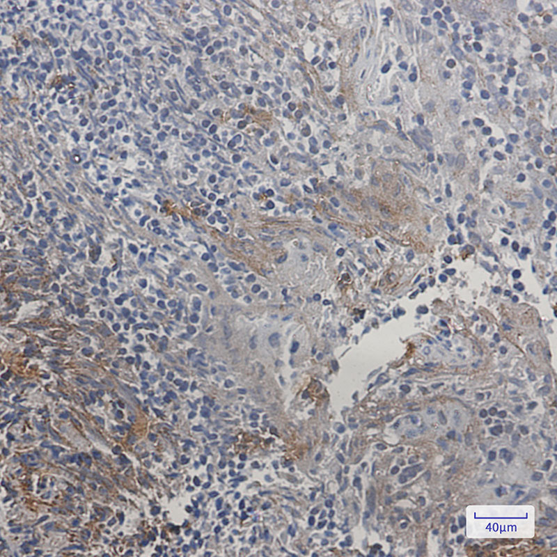 Anti-SMAC Rabbit mAb [20K54L17]