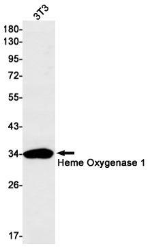 Anti-Heme Oxygenase 1 Rabbit mAb [10M21K72]