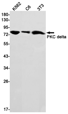 Anti-PKC delta Rabbit mAb [98M78L27]