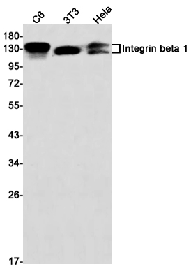 Anti-Integrin beta 1 Rabbit mAb [53L09L75]
