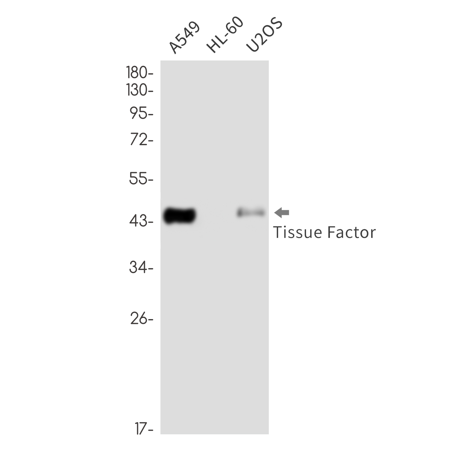 Anti-Tissue Factor Rabbit mAb [83M71K67]