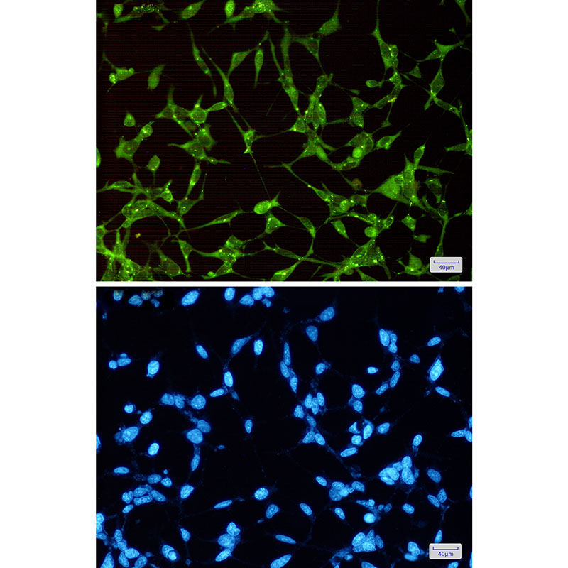 Anti-GSK3 alpha Rabbit mAb [36M16L02]