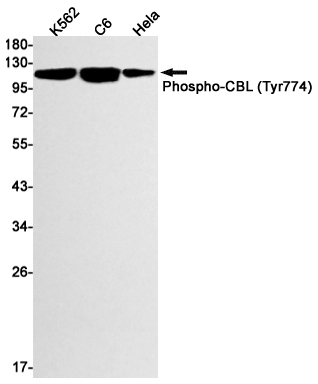 Anti-Phospho-CBL (Tyr774) Rabbit mAb [59K90L02]