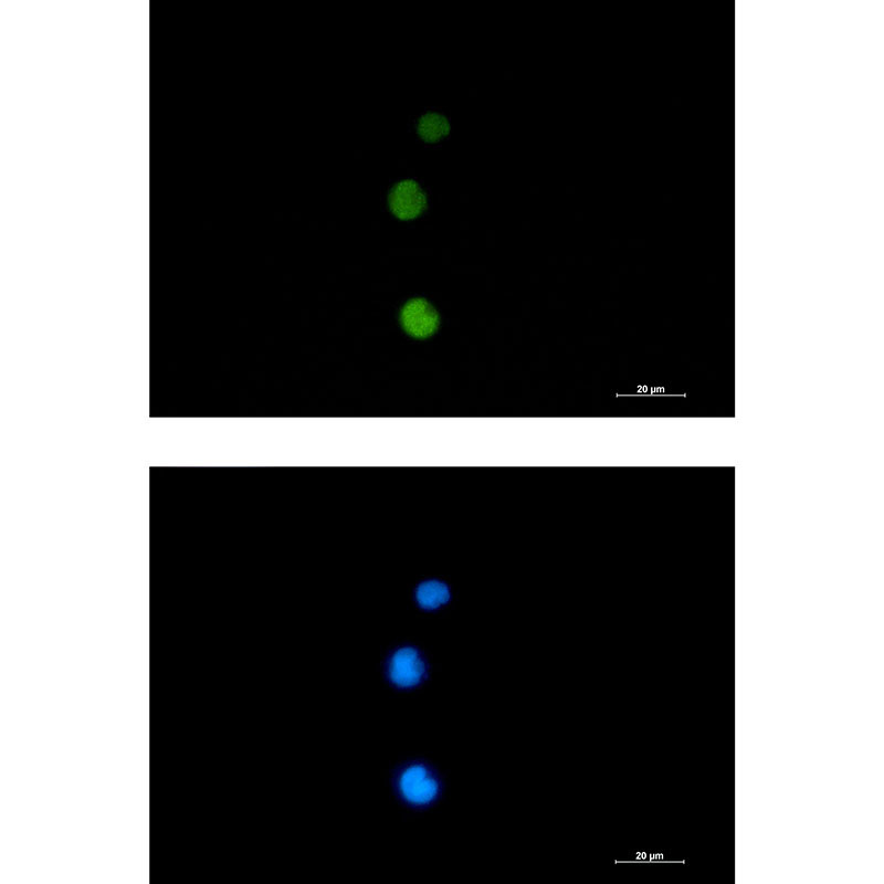 Anti-Rad51 Rabbit mAb [62K10L91]