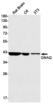 Anti-GNAQ Rabbit mAb [36K96K57]