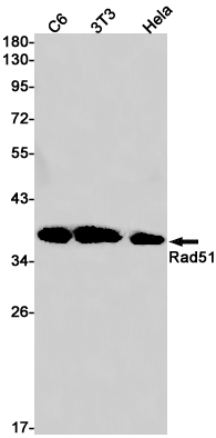 Anti-Rad51 Rabbit mAb [51K82L72]