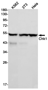 Anti-Chk1 Rabbit mAb [72K30M71]