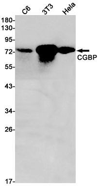 Anti-Chk1 Rabbit mAb [72K30M71]