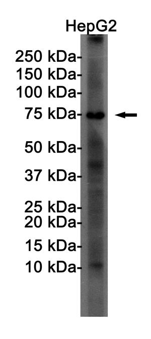Anti-FOXO1 Rabbit mAb [50M77K34]