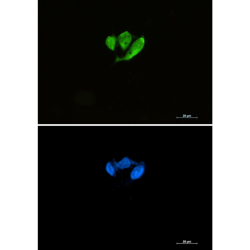 Anti-eIF4E Rabbit mAb [60M83K91]