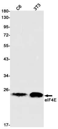 Anti-eIF4E Rabbit mAb [60M83K91]