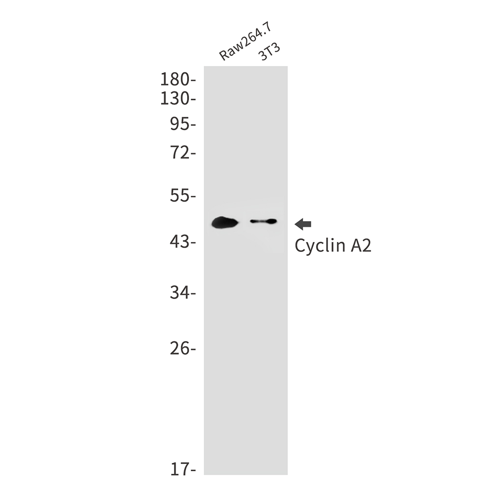 Anti-Cyclin A2 Rabbit mAb [24M41K63]