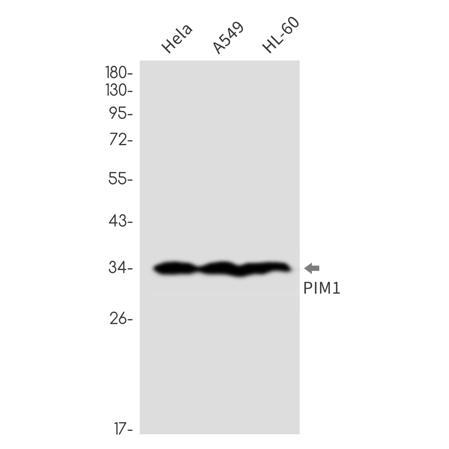 Anti-Cyclin A2 Rabbit mAb [24M41K63]