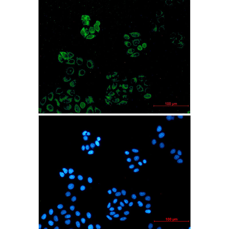 Anti-IRAK4 Rabbit mAb [58K47K17]