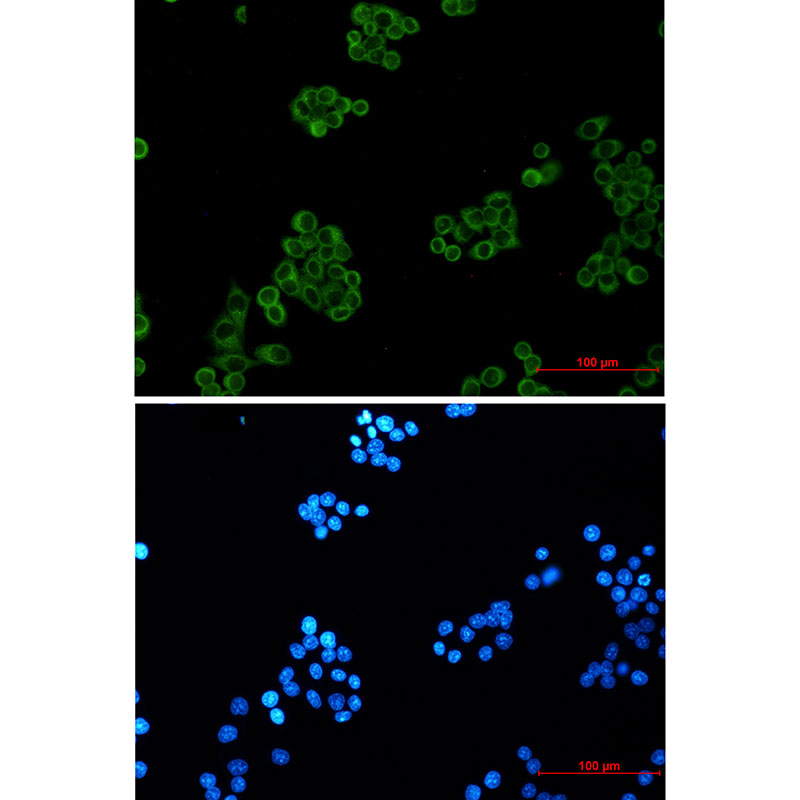 Anti-EHD1 Rabbit mAb [50L54M29]