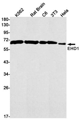 Anti-EHD1 Rabbit mAb [50L54M29]