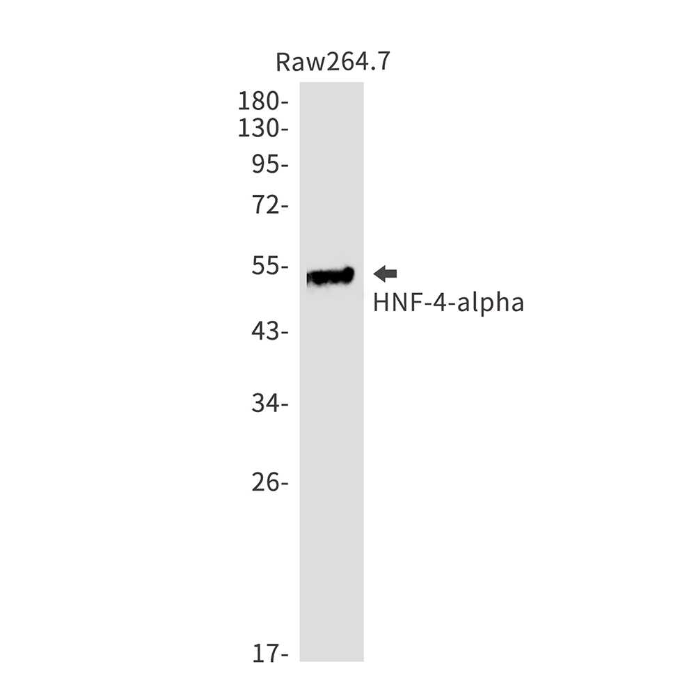 Anti-HNF 4 alpha Rabbit mAb [87M91L27]