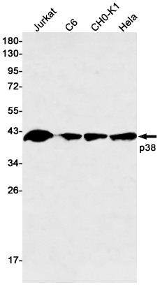 Anti-p38 Rabbit mAb [53K74L89]