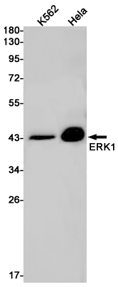 Anti-ERK1 Rabbit mAb [31L89M37]