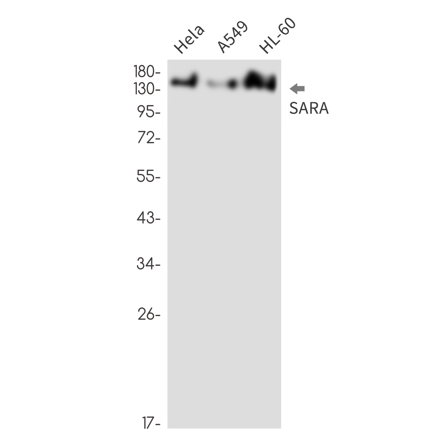 Anti-SARA Rabbit mAb [20K92L42]