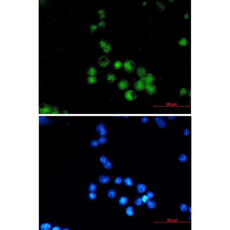 Anti-MEF2A Rabbit mAb [33K77L02]