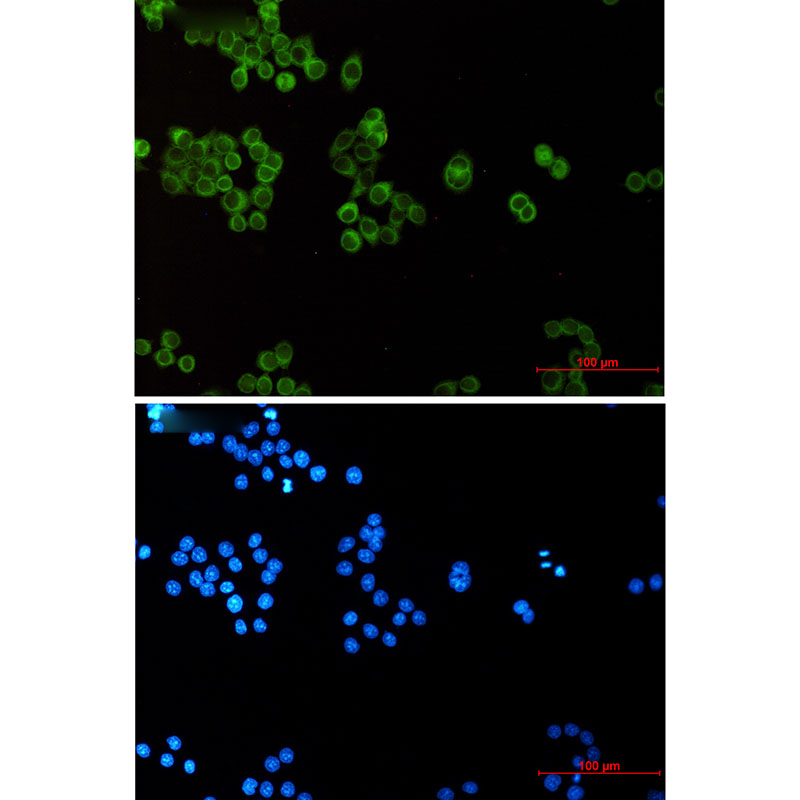 Anti-EHD1 Rabbit mAb [75L17M93]