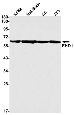 Anti-EHD1 Rabbit mAb [75L17M93]