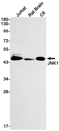 Anti-JNK1 Rabbit mAb [54M05K37]