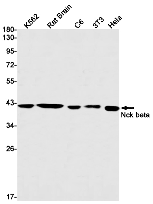 Anti-NCK2 Rabbit mAb [61L02M13]