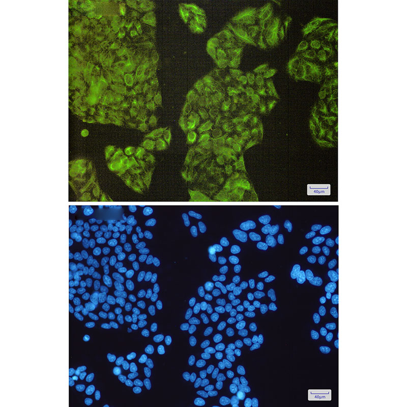 Anti-NCK2 Rabbit mAb [61L02M13]