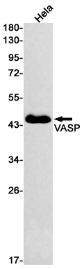 Anti-VASP Rabbit mAb [18M87M24]