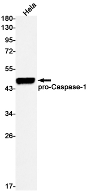 Anti-Caspase 1 Rabbit mAb [64K60M98]
