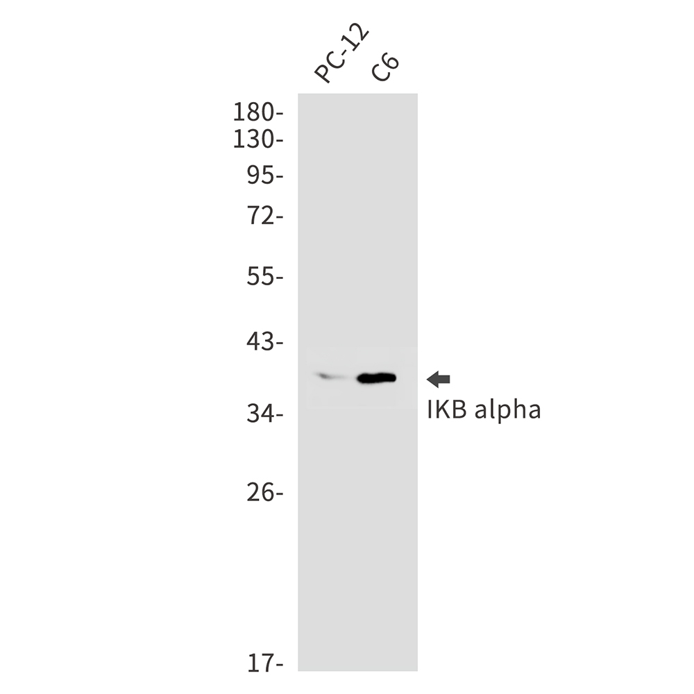 Anti-IKB alpha Rabbit mAb [46K76M90]