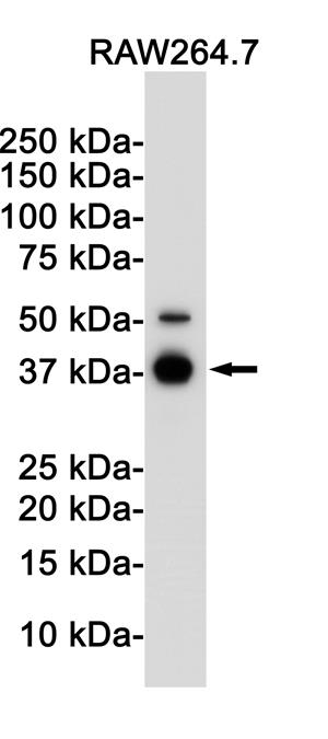 Anti-IKB alpha Rabbit mAb [46K76M90]