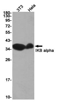 Anti-IKB alpha Rabbit mAb [46K76M90]
