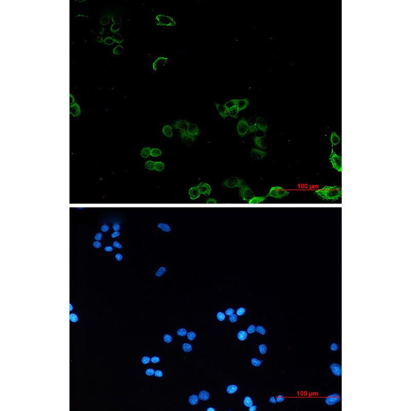 Anti-AMPK gamma 1 Rabbit mAb [45K75K29]