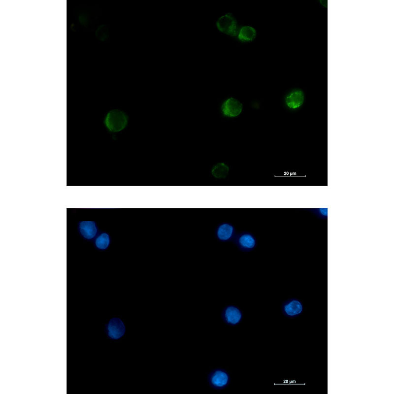 Anti-Cytochrome C Rabbit mAb [71K81K79]