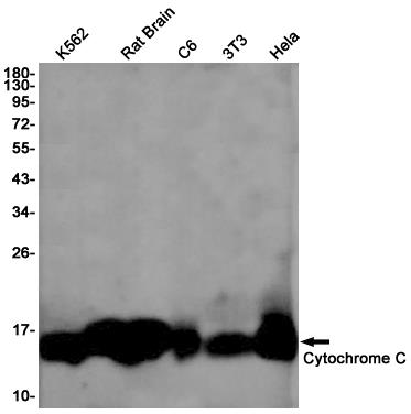 Anti-Cytochrome C Rabbit mAb [71K81K79]